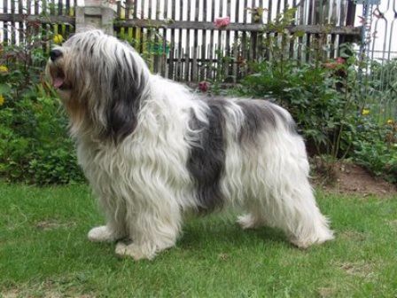 PASTOR POLONES DA PLANICIE